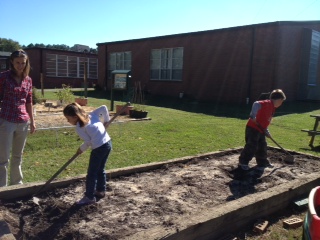 Harvesting Sweet Potatoes 